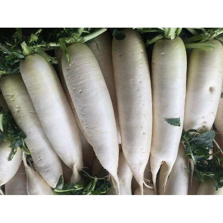 Udforsk næringsværdien af ​​New Crop Fresh Radise for at øge immuniteten og hæmme væksten af ​​kræftceller